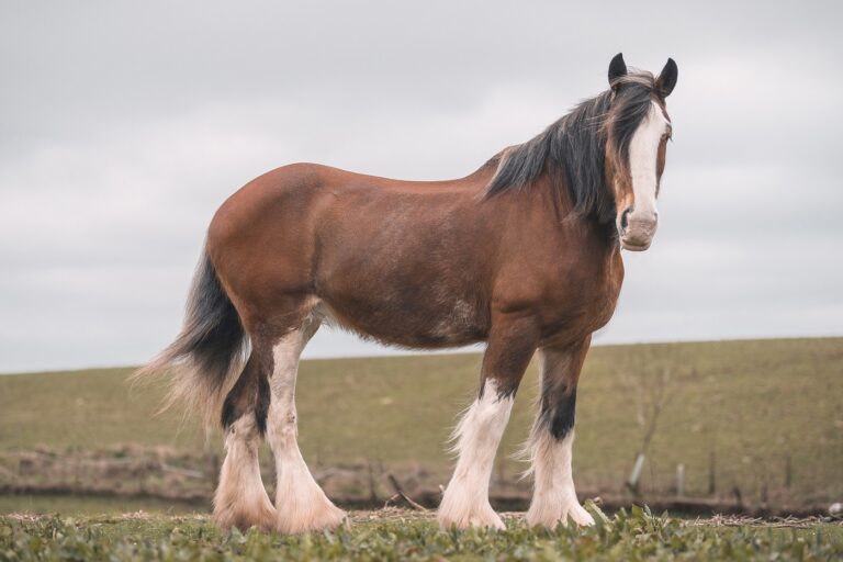 Koń Clydesdale